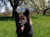 Shani
